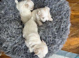 Pure Maltese for sale