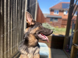Beautiful Blue German Shepherd Rehoming