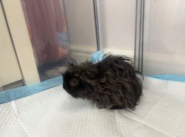 2 baby boy lunkarya guinea pigs