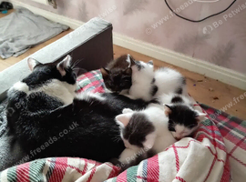 Kittens have just been weaned and litter trained