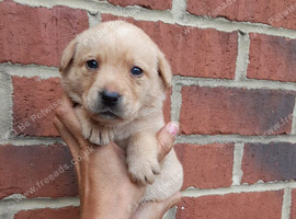 Only 5 left Beautiful litter of labrador puppies