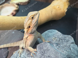 Bearded dragon