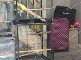 2 stunning hand reared baby lovebirds and cage