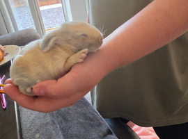 French lop rabbits