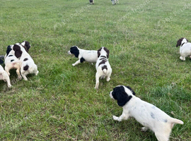Ess puppies