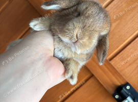 Baby bunnies