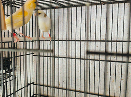 Canary pair