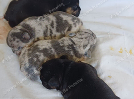 French Bulldog Puppies