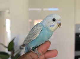 Hamdreared baby budgie