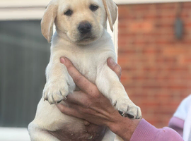 Labrador puppies