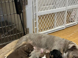 English Bulldog Ready For a loving home