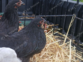 Pekin bantam pullets
