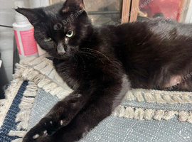 TWO FEMALE CATS NEED LOVING HOME/S