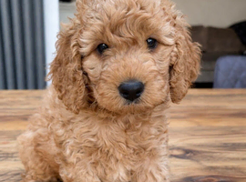 Curly Cockapoo boy ready for forever home