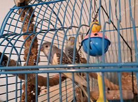 Baby budgies