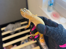 Female Tangerine Leopard Gecko - 2 year old