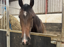 16hh tb filly