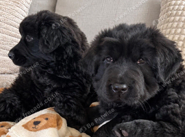 BLUE LONG-HAIRED SHAR PEI X BERNESE MOUNTAIN DOG PUPPIES