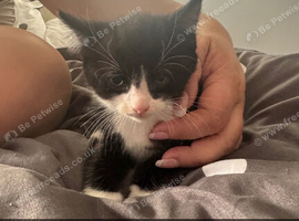 2 tuxedo kittens