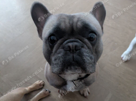 French bulldog for stud