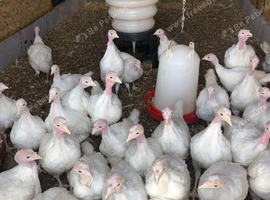 White roly poly turkeys A/H