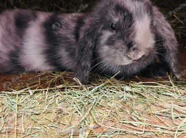 Last magpie lop boy