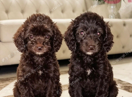 F1 cockopoo Puppys