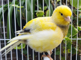 Various show canaries for sale of different breeds