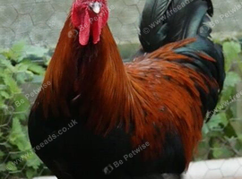 French Copper Black Maran Hens for sale