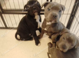 KC blue Staffordshire Bull Terrier Puppies