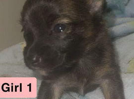 Adorable Jack Russell Mix Puppies &ndash; Ready to Find Their Forever Homes!
