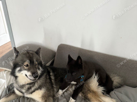 Siberian Husky Puppy &ndash; Midnight &ndash; Ready for His Forever Home