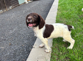 Springer spaniel Puppy