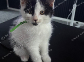 3 gorgeous kittens ** Ready now **