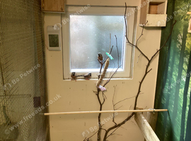 Heck's and Parsons finches for sale