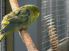 barred parakeet