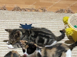 Boy & girl kittens