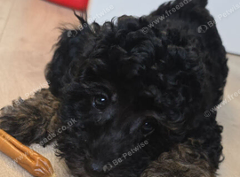 Toy Poodles ***Ready now 1 BOY LEFT***