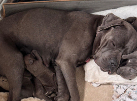 Beautiful American bulldog x cane corso