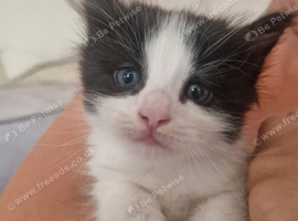 Fluffy black and white girl available