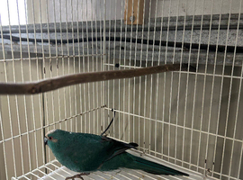 4 female Kakariki parrots available they are &pound;80 each will not take any less than asking price