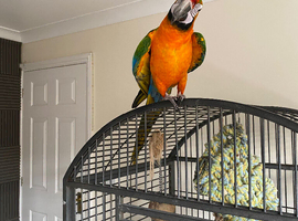 Catalina macaw