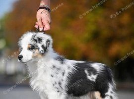 Miniature American Shepherds