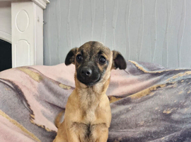 2 puppies looking for new homes