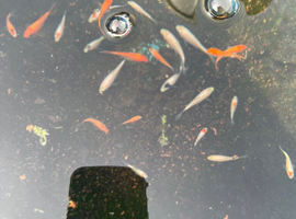 koi for sale starting at &pound;10