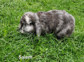 Female Rabbits Rehome