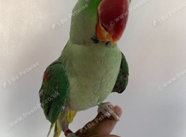 Tame Alexandrian parrot