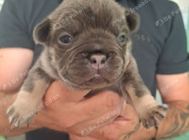 French bulldog