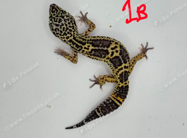 2025 black night cross leopard gecko female