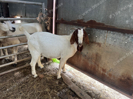 1 year old purebred Boer billy
